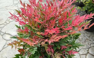 Loài cây phong thủy lúc xanh lúc đỏ: Trồng một chậu trong nhà, may mắn tự ghé cửa