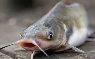 5 loại cá ít tanh giàu đạm, dễ mua ở chợ truyền thống