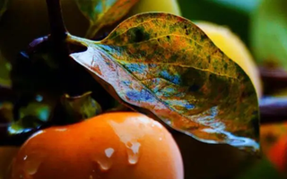 Loại lá xưa rụng đầy gốc không ai nhặt nay thành dược liệu quý bảo vệ tim mạch, giảm mỡ máu, làm mờ nếp nhăn...