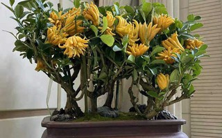 Nhà trồng 3 loại cây này chẳng khác rước "thần tài" vào nhà, gia chủ trăm sự cát lành, hút tài hút lộc