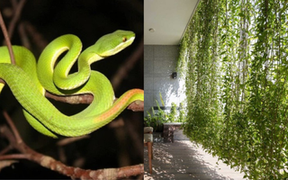 6 cây dụ rắn vào nhà