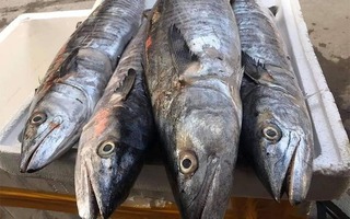 4 loại cá chứa nhiều thủy ngân