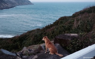 Chú chó vàng hot nhất Việt Nam lúc này!