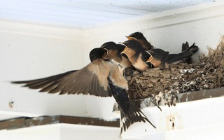 Gần Tết thấy nhà có 6 dấu hiệu này là cuộc đời nở hoa, tài lộc gõ cửa: Đặc biệt là điều số 2!