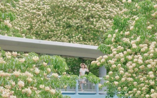 Rong chơi xứ Cảng Thơm trong mùa xuân