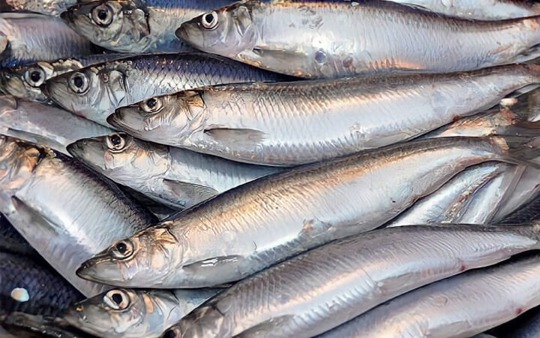 Cá hồi chỉ đứng thứ 3 trong bảng xếp hạng omega 3, loại cá bình dân bán đầy chợ Việt mới là "trùm cuối"