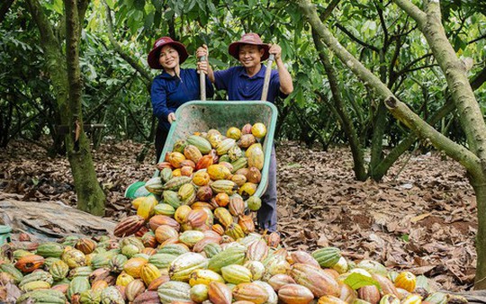 Cây Cacao Việt Nam và tiềm lực vươn mình ra thế giới
