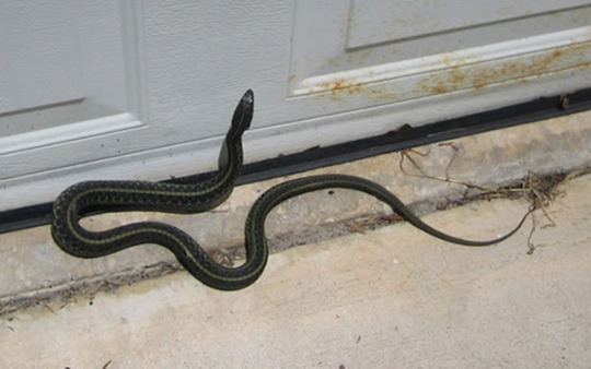 Rắn bò vào nhà, nên mừng hay nên lo?