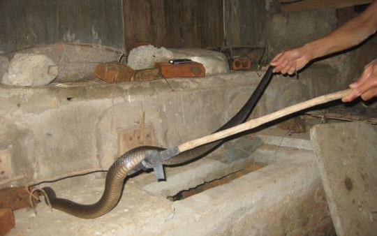 3 lý do khiến rắn chọn bò vào nhà bạn