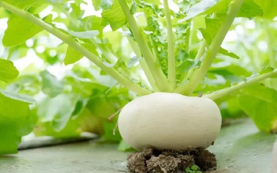 Cụ ông gây sốt vì trồng củ cải trên ban công: Củ to trắng muốt, chăm như báu vật khiến dân mạng "phát sốt"