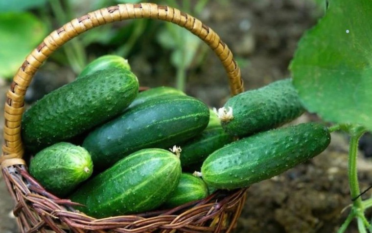 Không chỉ dưa chuột: Thực phẩm hạ đường huyết hiệu quả nhất lại là món quen trong bữa cơm Việt