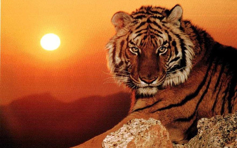 4 con giáp may mắn nhất năm 2026: sự nghiệp thăng hoa, tiền tài viên mãn, quý nhân sẵn lòng phù trợ