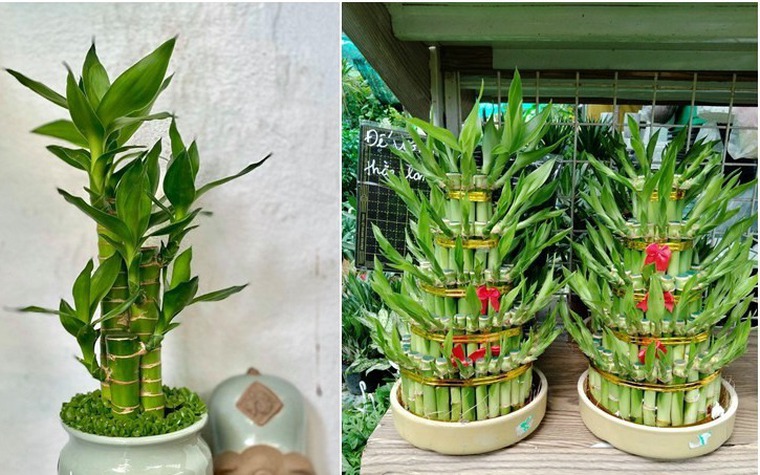 8 loài cây là "thần giữ của": Đặt trên bàn thờ, gia chủ làm ăn thuận lợi, tiền bạc dễ tụ