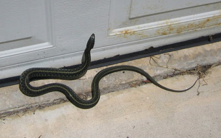 Rắn bò vào nhà, nên mừng hay nên lo?