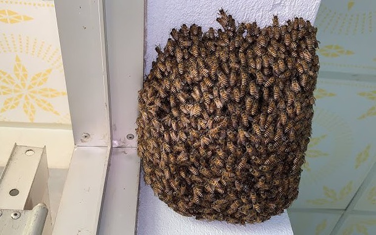 4 vật vào nhà là điềm báo chuyện tốt lành, đuổi đi dễ mất lộc như chơi