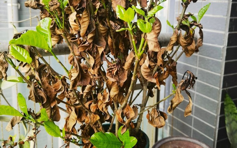 5 thứ "rác nhà" nên sớm được vứt bỏ, càng để lâu càng mệt người