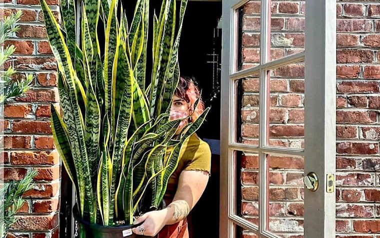 Năm 2026: Trồng đúng 1 cây này là mở kho tài lộc, trồng sai coi chừng hao tiền âm thầm