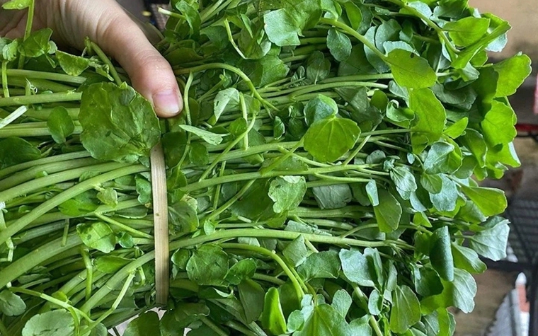 Loại rau "siêu phẩm thế giới", được Mỹ chấm điểm 100/100: Chợ Việt bán la liệt, 15.000đ/mớ